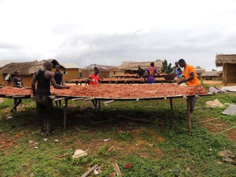 Agriculture : le prix du cacao passe à 2200 Fcfa/kg, en hausse de 22%