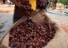 Côte d’Ivoire : Le Conseil du Café-Cacao annonce la fin du programme de rachat de 100.000 tonnes