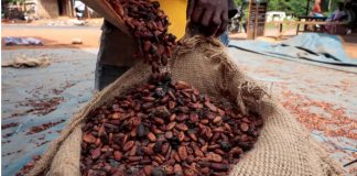 Côte d’Ivoire : Le Conseil du Café-Cacao annonce la fin du programme de rachat de 100.000 tonnes - Accueil