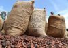 Côte d’Ivoire: les prix bord champ de la campagne café-cacao 2026-2027 seront dévoilés le 1er septembre